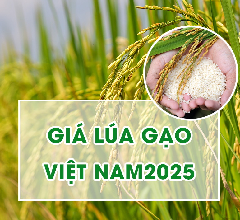 ảnh quảng cáo giữa trang